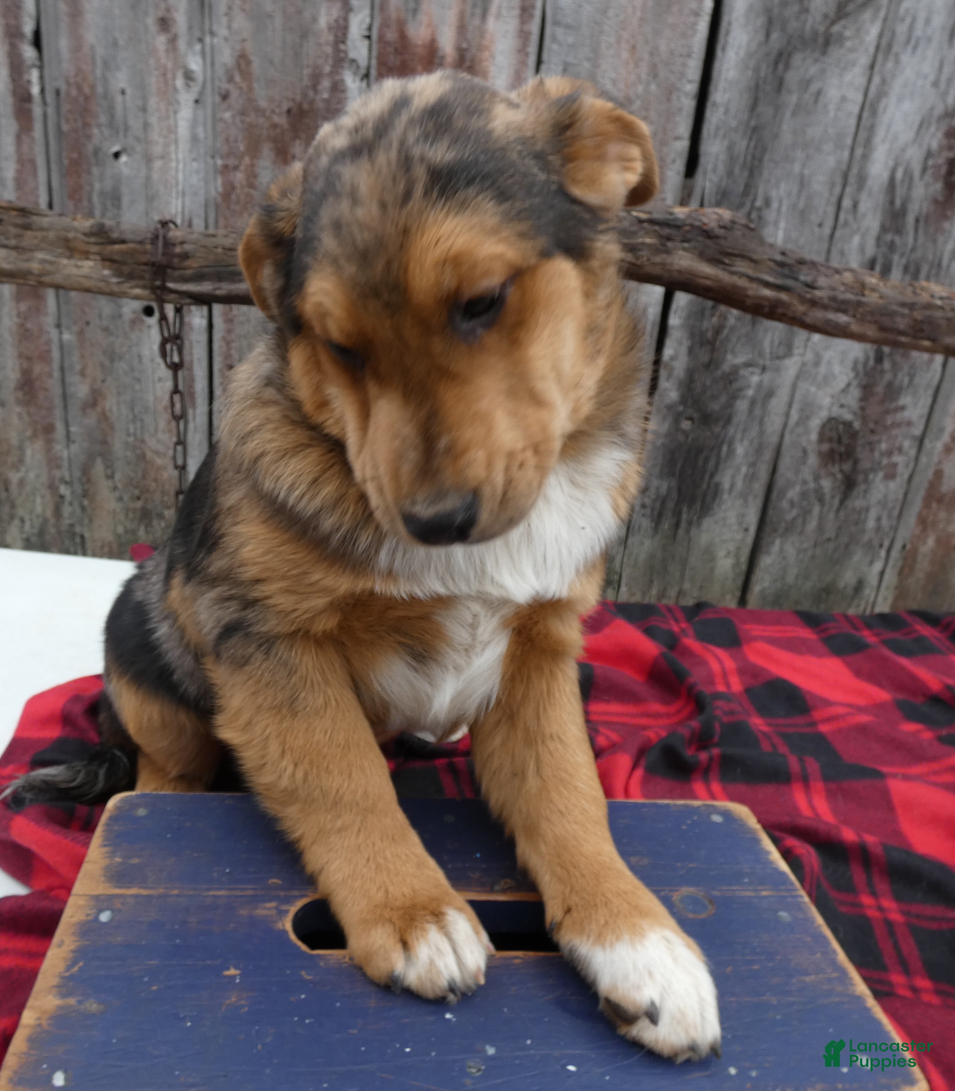 Mixed Breed dogs Mixed Breed Puppy 1 Star Burst - Ad 42