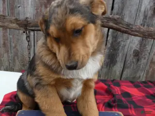 Mixed Breed dogs Mixed Breed Puppy 1 Star Burst - Ad 42