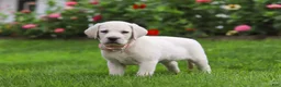 Labrador Retriever dogs for sale: Barbie - Ad 6