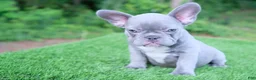 French Bulldog dogs for sale: French Bulldog 3 - Ad 3