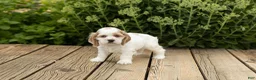 Cocker Spaniel dogs for sale: Freckles  - Ad 3