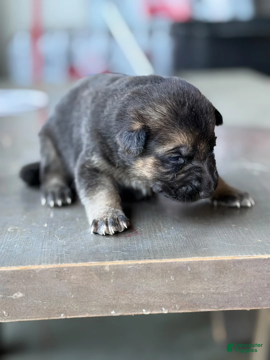 German Shepherd dogs for sale: German Shepherd 5 - Ad 1