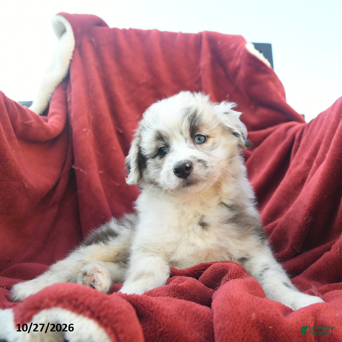 Mini Aussiedoodle dogs for sale: Frisky  - Ad 1
