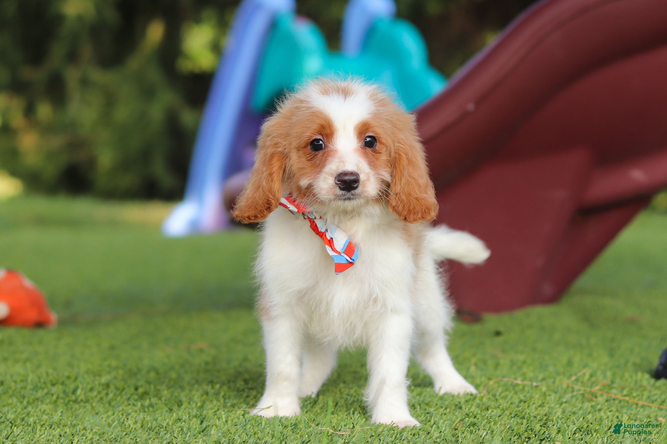 Cavapoo dogs Grey - Ad 1