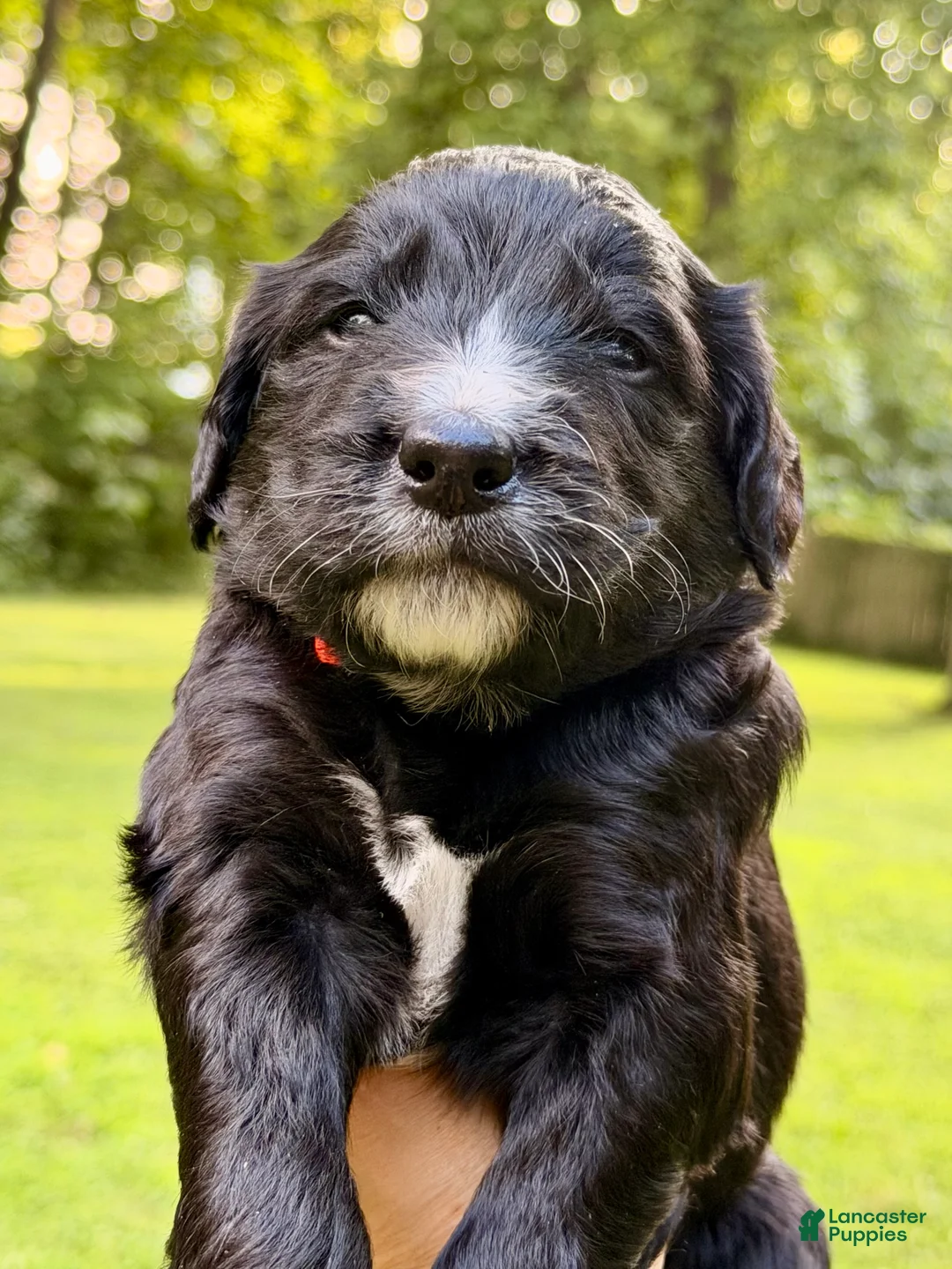 Bernedoodle dogs for sale: Orange - Lucky 8 Ball - Ad 2