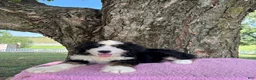 Bernedoodle dogs for sale: Daisy  - Ad 4