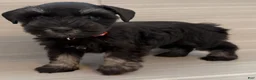 Miniature Schnauzer dogs for sale: Bo Peep - Ad 5