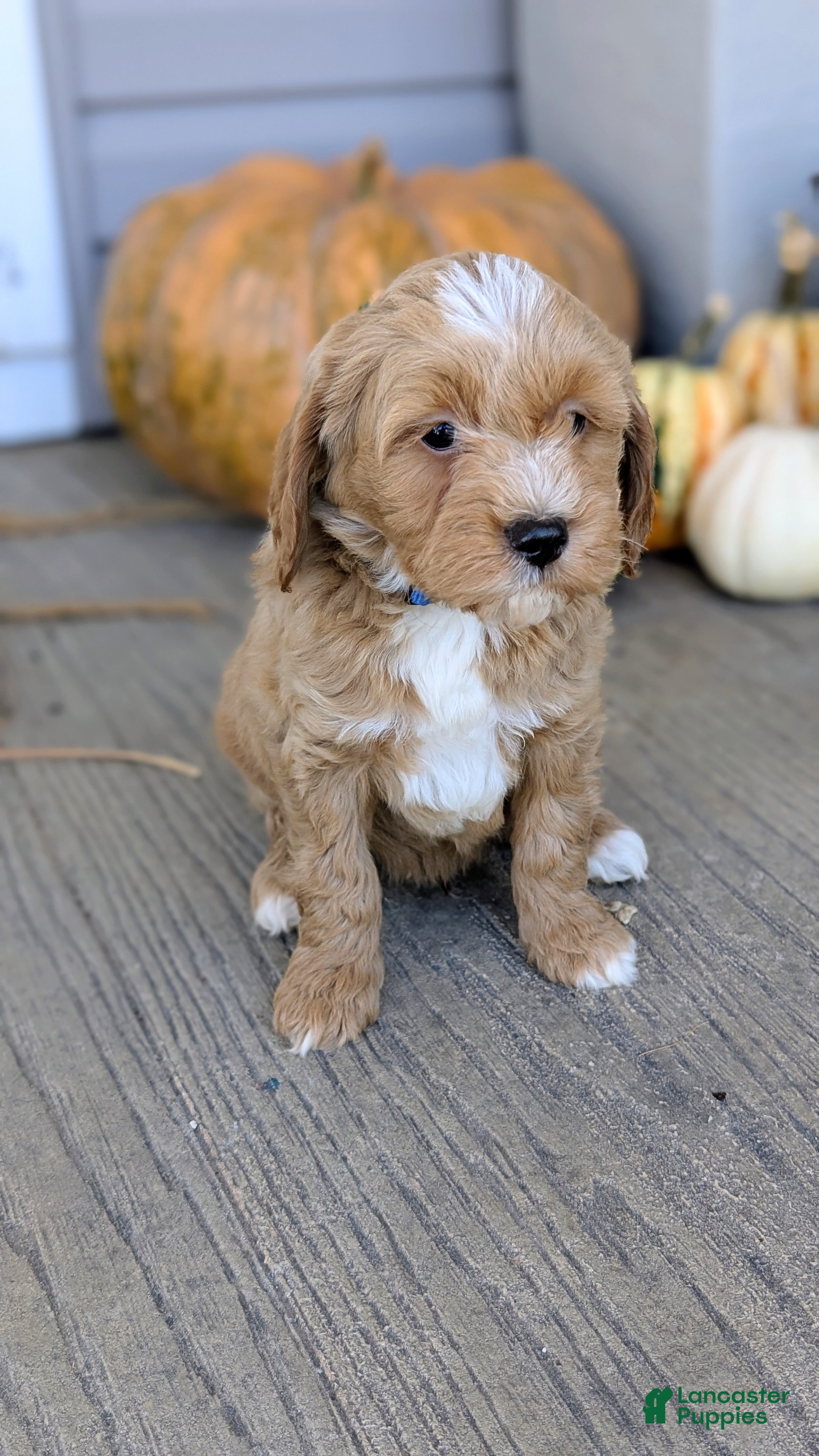 Mini Goldendoodle dogs Rocky - Ad 1