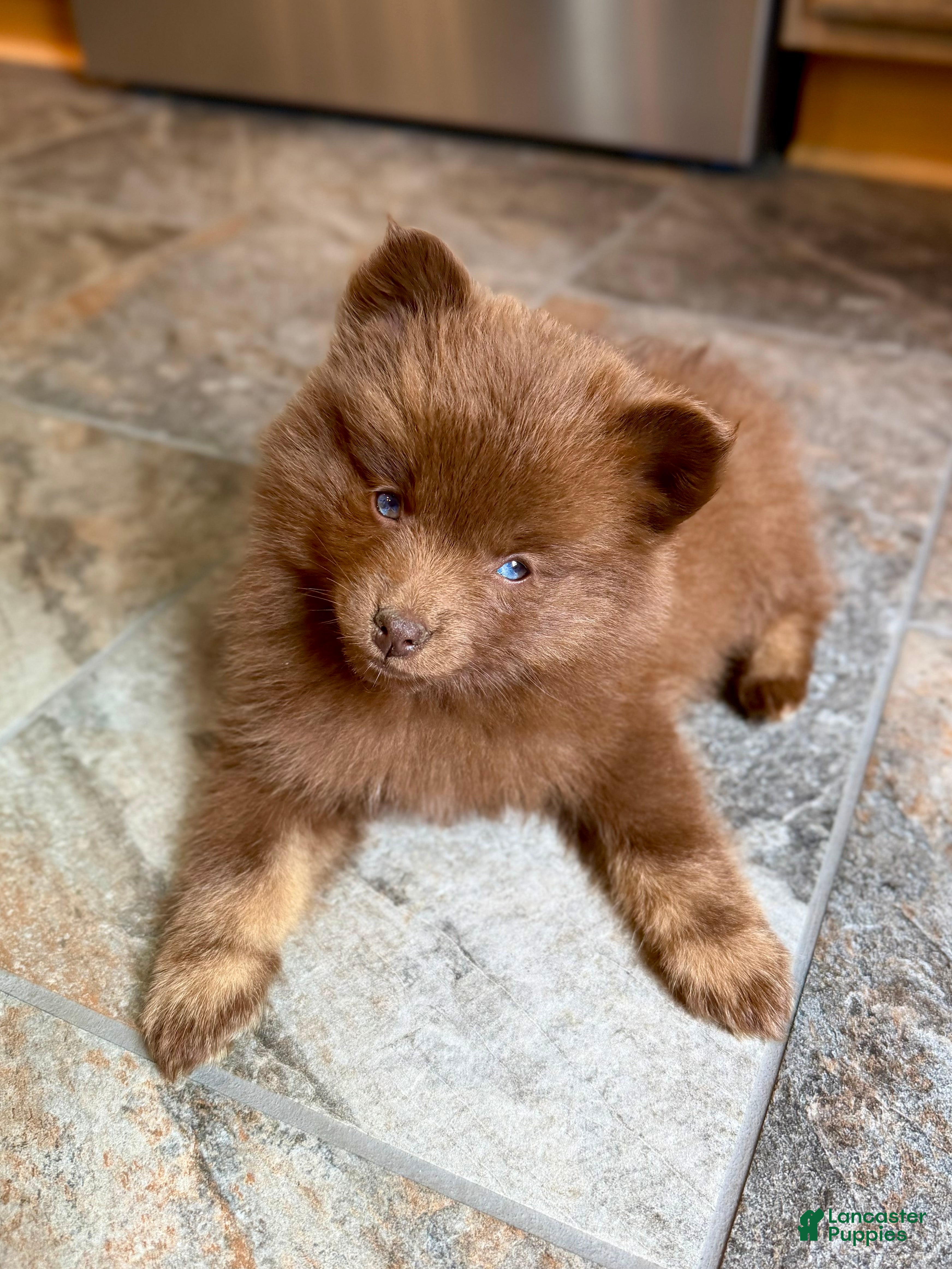 Pomsky dogs Spring - Ad 1