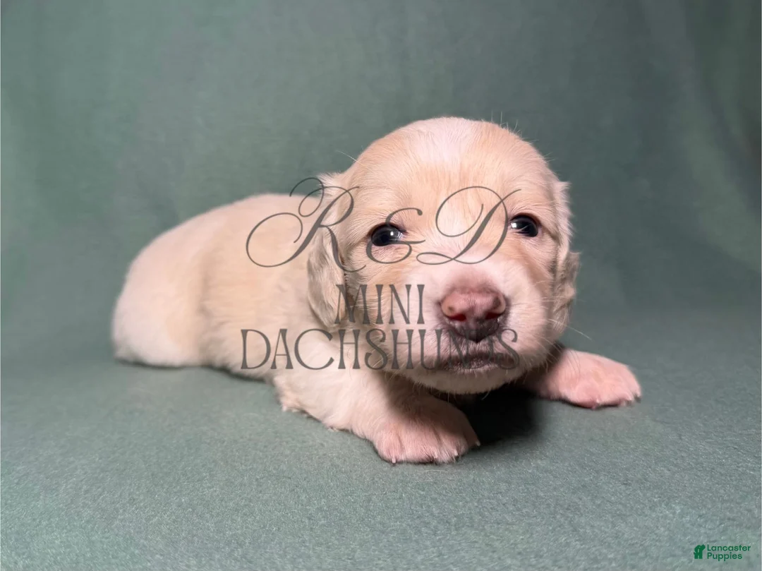 Miniature Dachshund dogs for sale: Sven - Ad 2