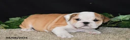 English Bulldog dogs for sale: Murphy - Ad 4