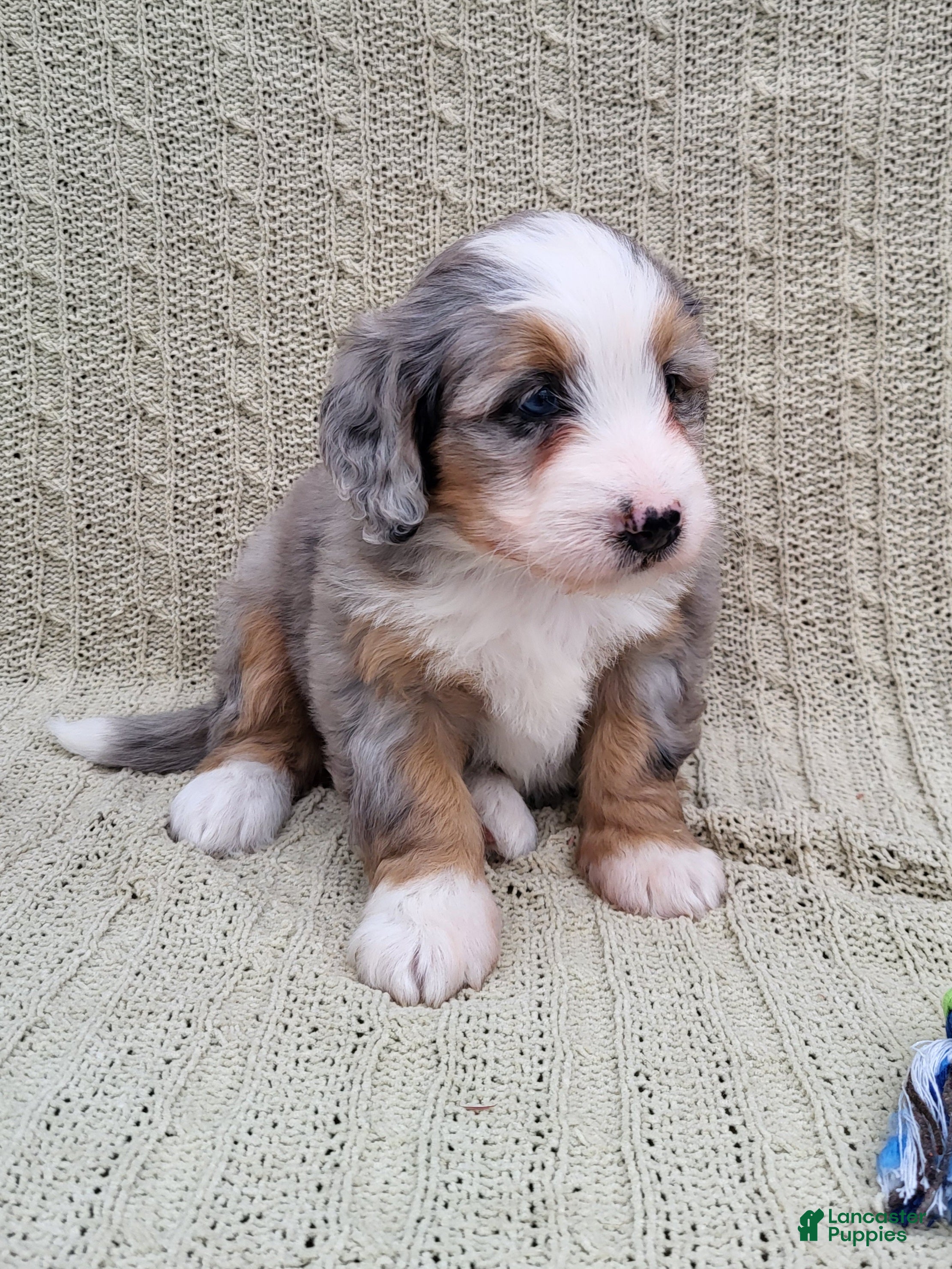 Mini Bernedoodle dogs Savanna - Ad 20