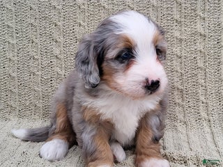 Mini Bernedoodle dogs Savanna - Ad 25