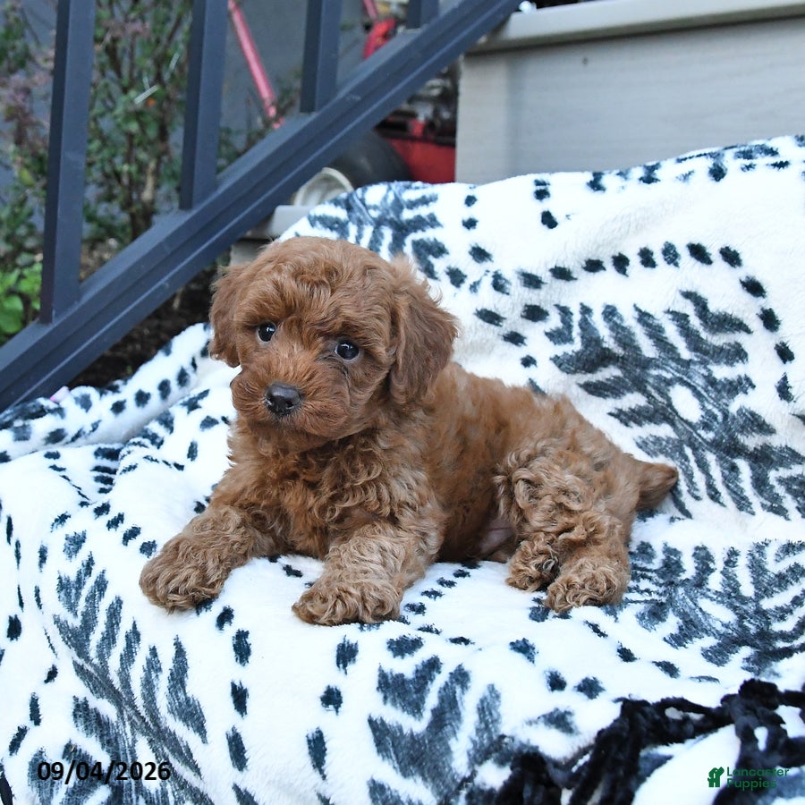 Toy Poodle dogs Frankie  - Ad 1