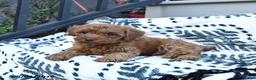Toy Poodle dogs for sale: Frankie  - Ad 1