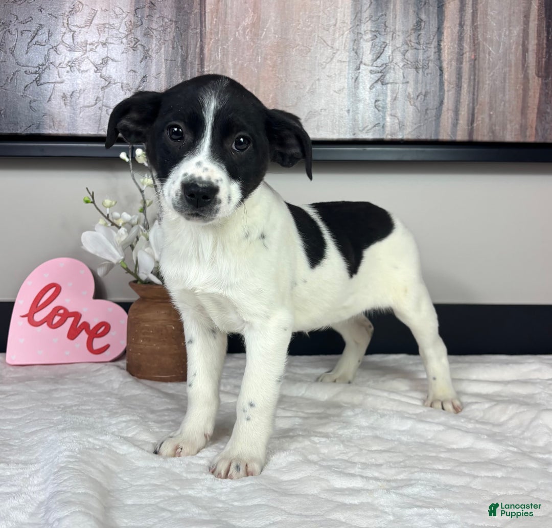 Mixed Breed dogs for sale: Kylie - Ad 4