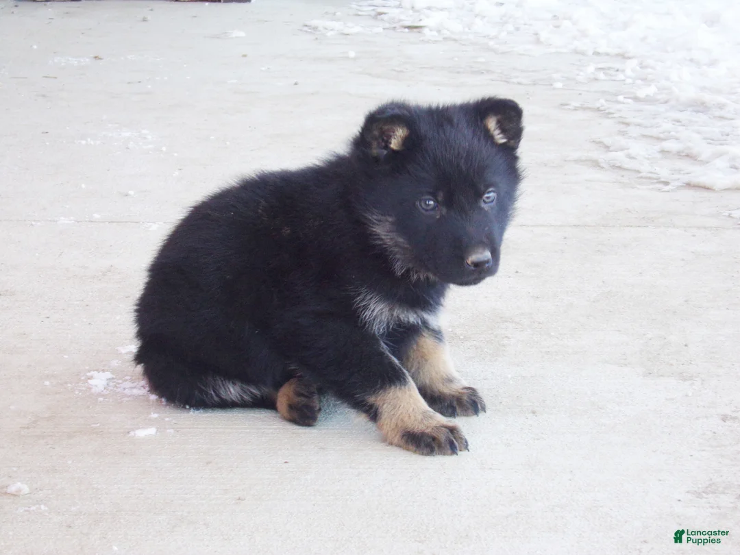 German Shepherd dogs for sale: Cyan - Ad 3