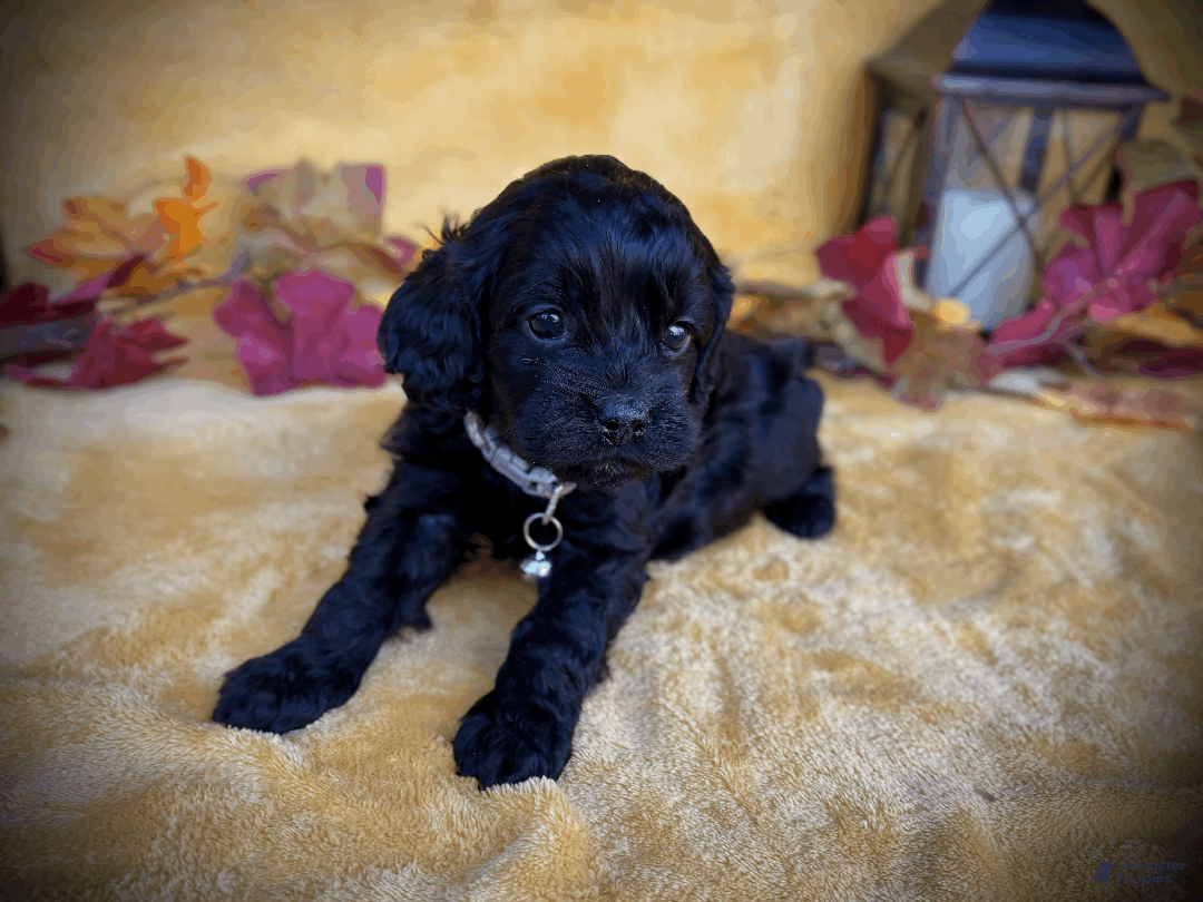 Cockapoo dogs for sale: Cider - Ad 10