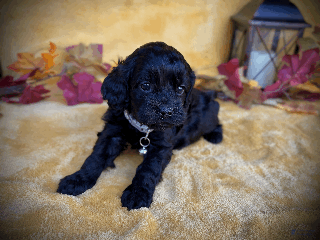 Cockapoo dogs - Ad 16