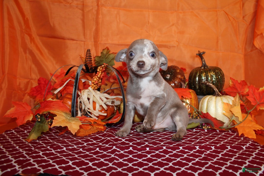 Chihuahua dogs for sale: Finnick - Ad 9