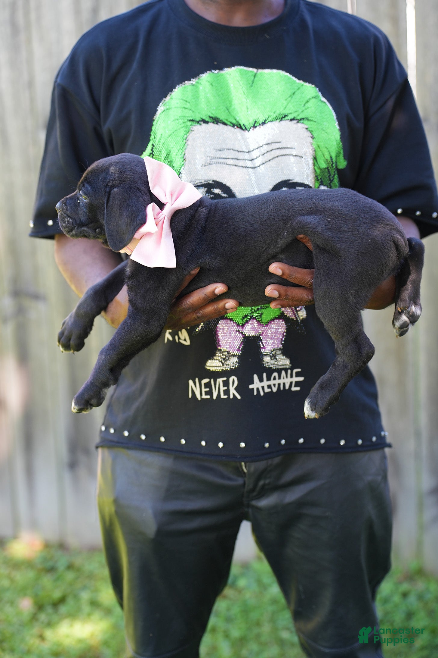 Cane Corso dogs Rouge - Ad 2