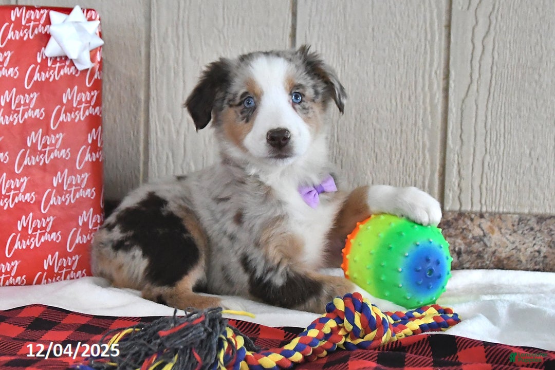 Australian Shepherd dogs for sale: Amber - Ad 3