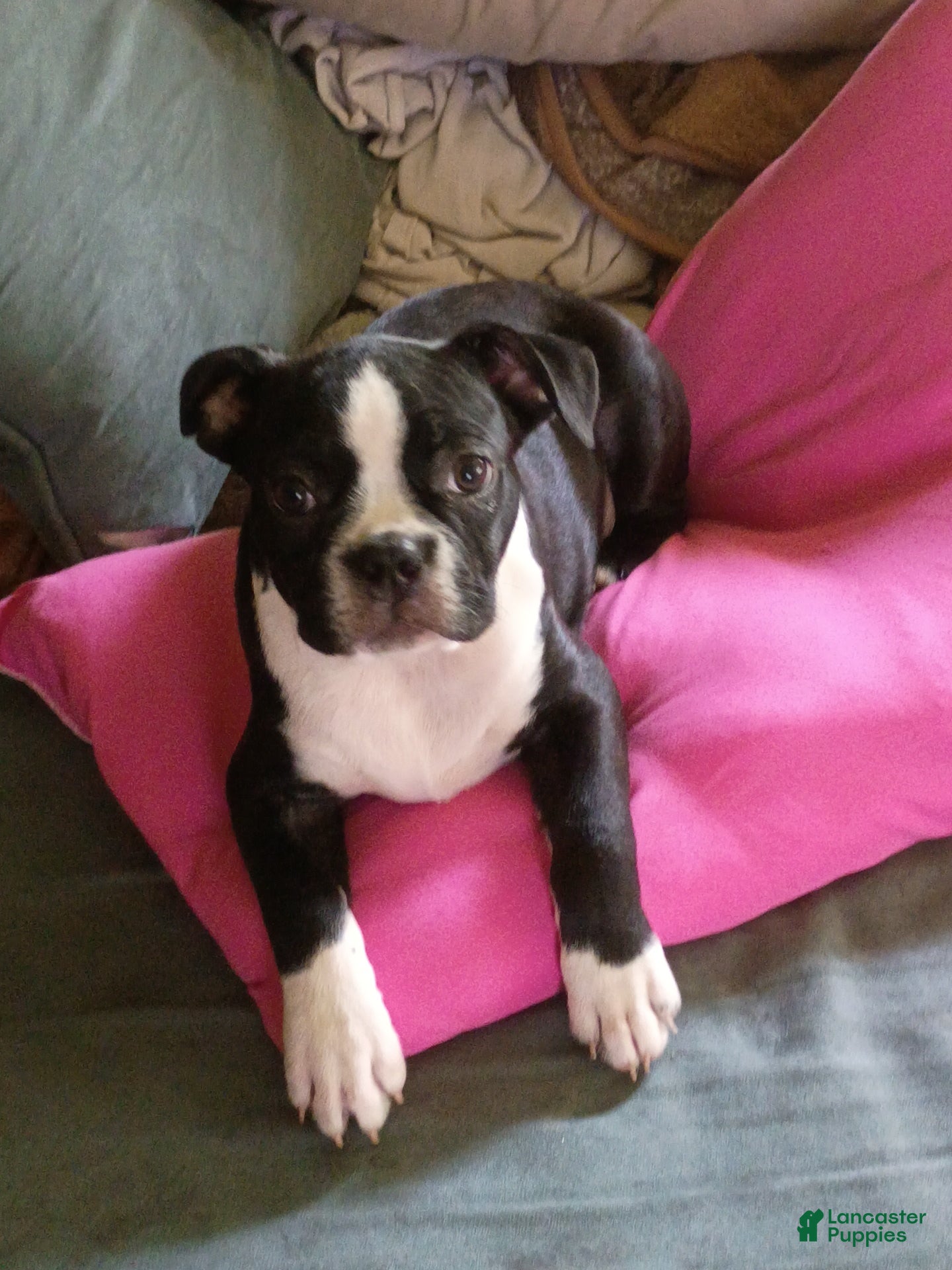 Boston Terrier dogs Boston Terrier Puppy 4 - Ad 41