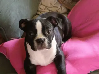 Boston Terrier dogs Boston Terrier Puppy 4 - Ad 41