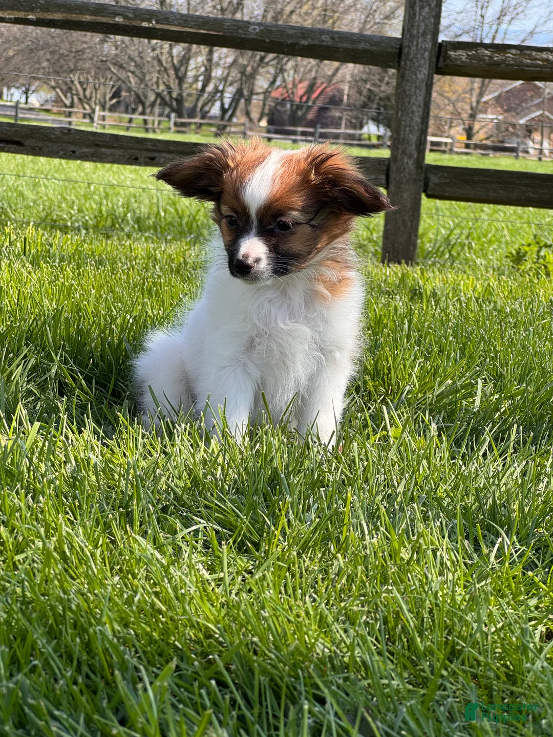 Papillon dogs for sale: Reece  - Ad 6
