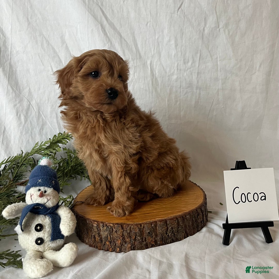 Maltipoo dogs for sale: Cocoa - Ad 3