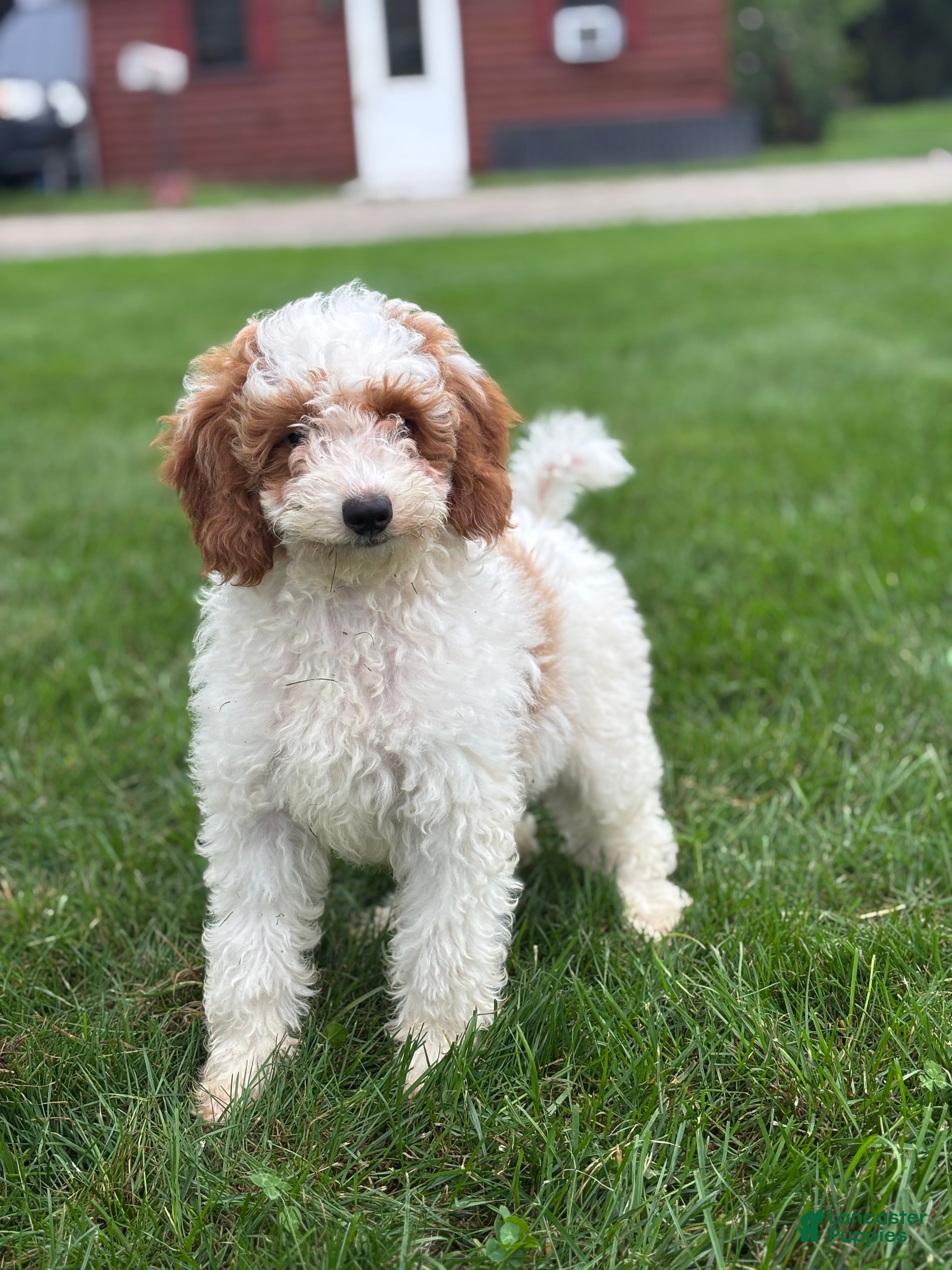 Mini Goldendoodle dogs Griffin - Ad 1