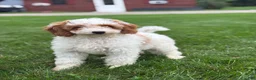 Mini Goldendoodle dogs for sale: Griffin - Ad 1