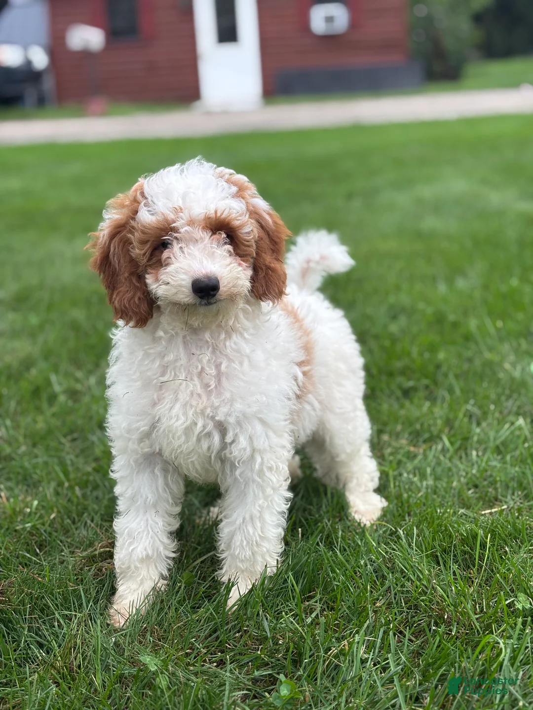 Mini Goldendoodle dogs for sale: Griffin - Ad 1