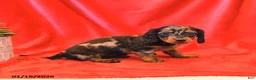 Miniature Dachshund dogs for sale: Daisy - Ad 2
