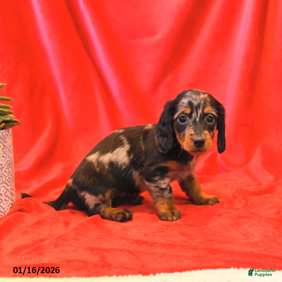 Miniature Dachshund dogs for sale: Daisy - Ad 2
