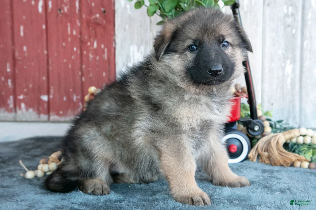 German Shepherd dogs for sale: Kingston - Ad 2