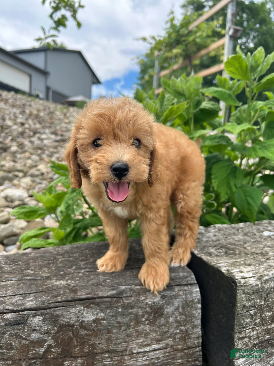 Mini Goldendoodle dogs for sale: Finn - Ad 2