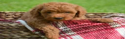 Mini Goldendoodle dogs for sale: Deedee Mini Goldendoodle 8 - Ad 3