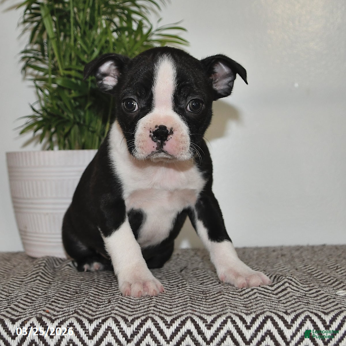 Boston Terrier dogs Paris - Ad 1