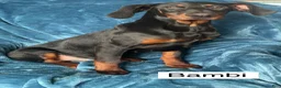 Doberman Pinscher dogs for sale: Bambi - Ad 1