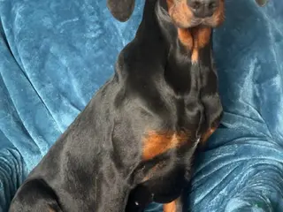 Doberman Pinscher dogs Bambi - Ad 8