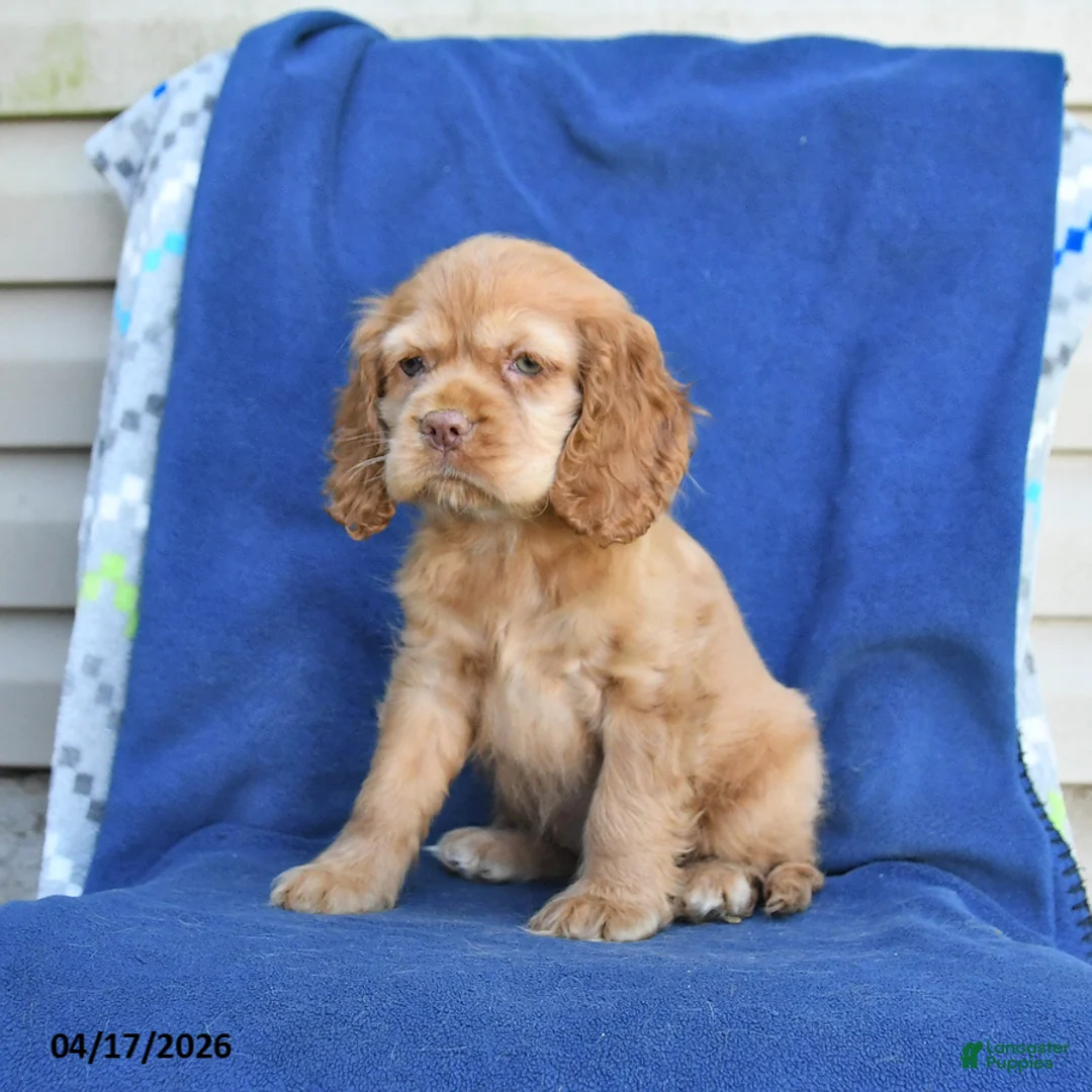 English Cocker Spaniel dogs for sale: Honey - Ad 2
