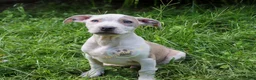 American Bully dogs for sale: Red - Ad 1