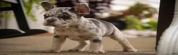 French Bulldog dogs for sale: Lexa French Bulldog  - Ad 6