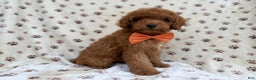 Cockapoo dogs for sale: Cowboy - Ad 7