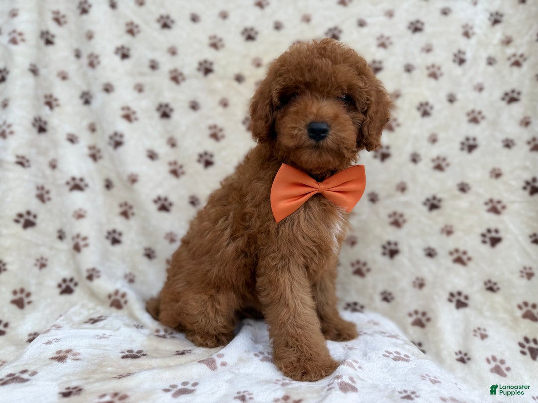 Cockapoo dogs for sale: Cowboy - Ad 7