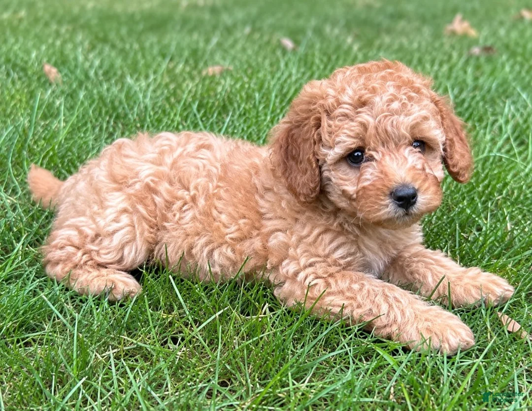 Cavapoo dogs for sale: Bonnie - Ad 10