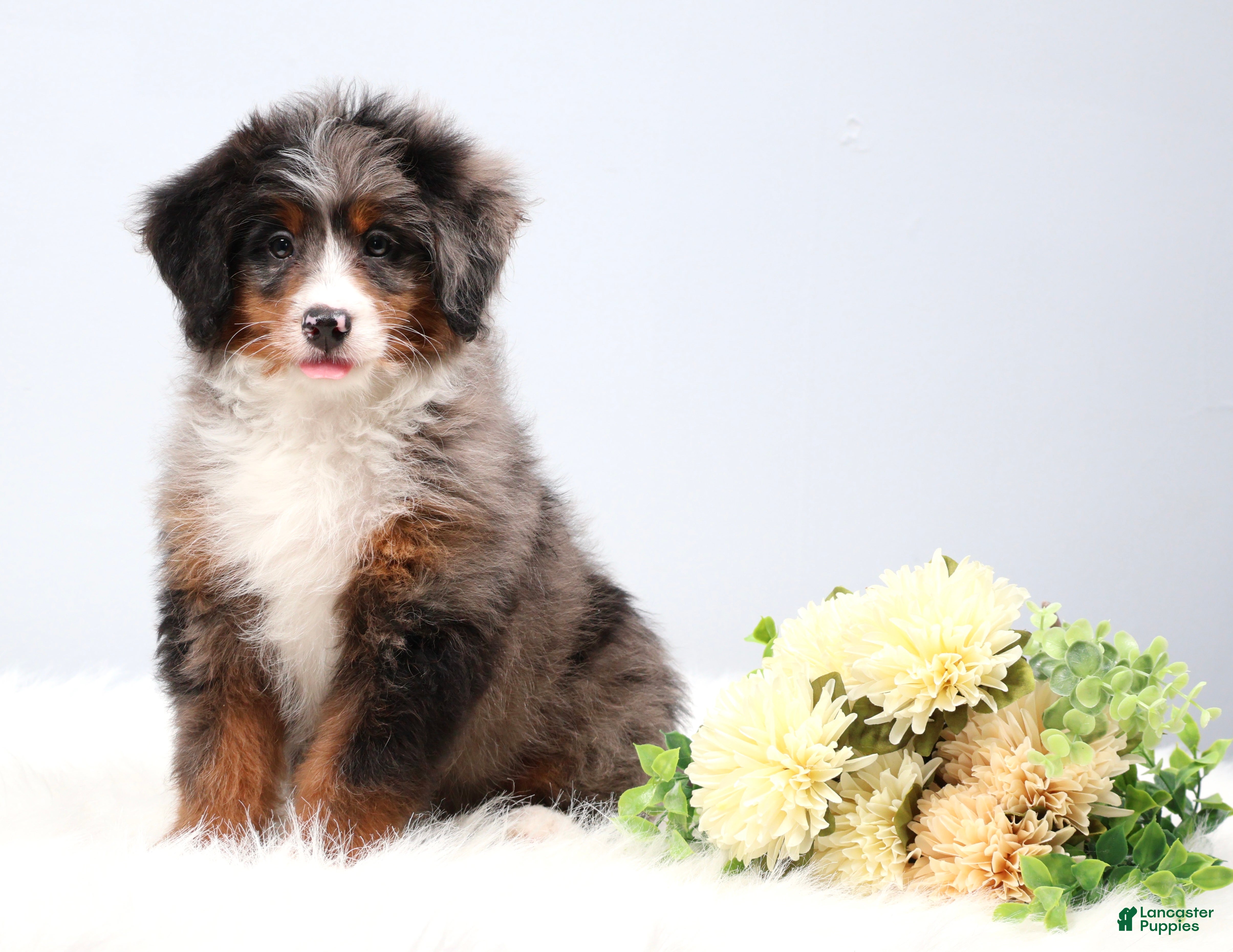 Mini Bernedoodle dogs Cherish  - Ad 2