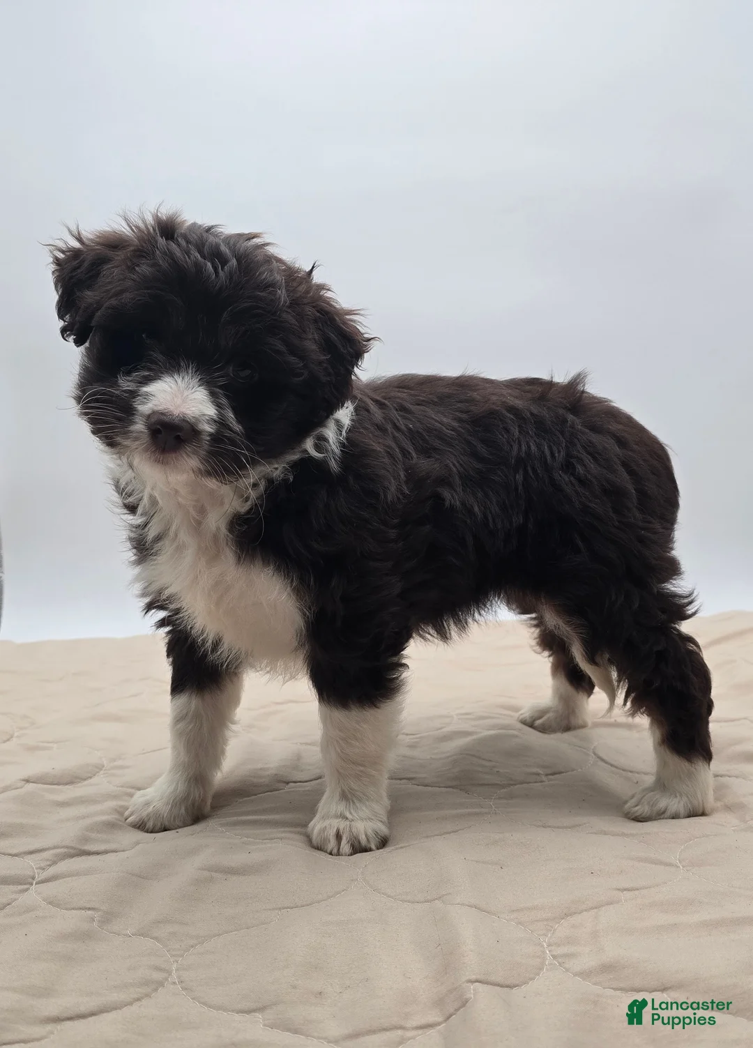 Aussiedoodle dogs for sale: Lucy - Ad 6