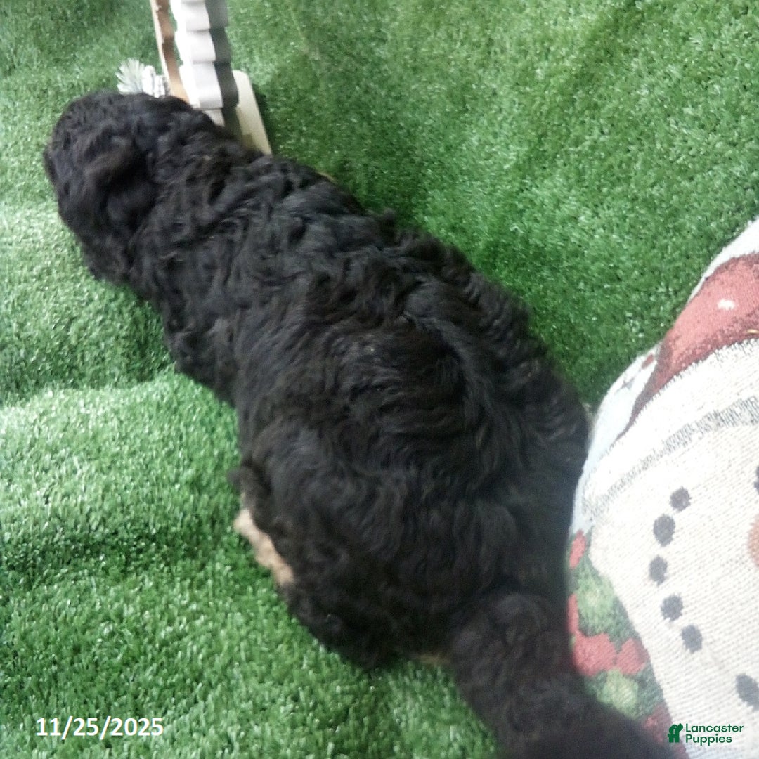 Goldendoodle dogs for sale: Bear - Ad 8